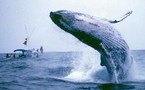 Fósiles dos ballenas revelan evolución de seres terrestres a marinos