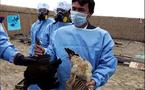 Egipto dice que está desarrollando nueva vacuna contra gripe aviar