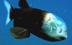 Macropinna microstoma, curioso pez con la cabeza transparente