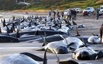Unas 140 ballenas mueren varadas en una playa en Australia