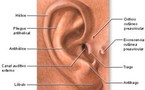 Científicos de EEUU dicen que el hombre tiene “nanomotor” en oído interno