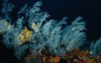 Se descubre bosque de corales negros más grande del mundo