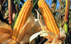 Alemania: un tribunal administrativo rechaza el recurso de Monsanto