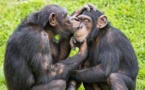 Humanos y simios se separaron antes de lo que se pensaba... y no en África