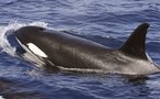 Avistado en Canarias un grupo de 14 orcas