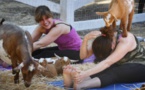 Yoga con cabras, la última moda en Estados Unidos