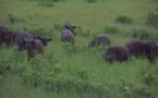 Reconciliación entre lugareños y elefantes en parque natural de Gabón