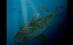 Descubren restos fosilizados de tiburón de 400 millones de años en Perú