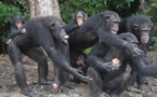 Los chimpancés tienen expectativas en sus relaciones sociales