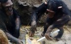 La BBC emite el primer documental rodado por once chimpancés