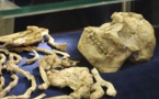 Presentan en Sudáfrica un esqueleto de hace cuatro millones de años