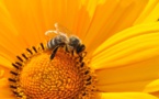 UE pospone votación sobre insecticidas dañinos para abejas