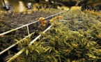 Seis plantas y 28 gramos: Un Año Nuevo para el cannabis en California