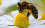 EFSA confirma riesgo para abejas de los insecticidas neonicotinoides