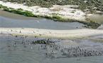 Marea negra derramada en Golfo de México llegó a la costa de Luisiana