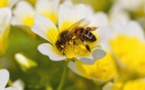 UE prohíbe uso al aire libre de insecticidas nocivos para abejas