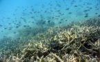 Australia invertirá 380 millones para salvar la Gran Barrera de Coral
