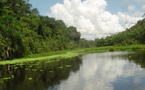 Perú pierde 150.000 hectáreas de bosques anualmente (Defensoría del Pueblo)