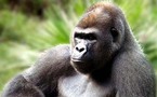 Europa reduce experimentos científicos con animales y los prohíbe con grandes simios