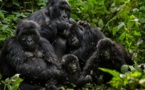 El Congo paraliza exportación de simios amenazados a China