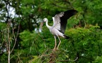 Nagoya: bocanada de aire para la ONU, un poco de luz para la biodiversidad