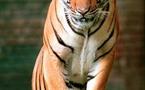 Trece países se reúnen en San Petersburgo para proteger al tigre