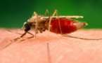 Por primera vez liberarán mosquitos modificados genéticamente en África