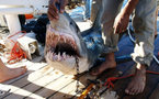 Egipto: Las causas de los ataques de tiburones pueden ser múltiples