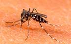 Malasia suelta unos 6.000 mosquitos genéticamente modificados contra dengue