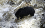 Los osos negros de Alaska revelan los secretos de su hibernación