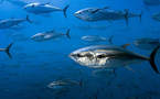 Hay menos peces grandes en los océanos por la sobrepesca, según científicos