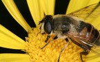 ONU alarmada por alta mortalidad de abejas y posible impacto en agricultura