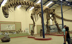 Fósil hallado en Argentina es precursor de dinosaurios gigantes (científico)