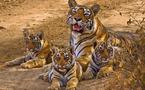 India: aumenta la población de tigres por primera vez en varios años