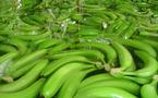 Productores de banano orgánico y su lucha de David contra Goliat en Ecuador