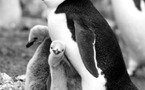 Pingüinos jóvenes estarían muriendo en la Antártida por falta de alimento