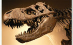 Confirman que restos fósiles hallados en Colombia corresponden a dinosaurio