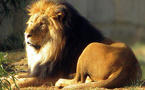 Acelerada adultez de un grupo de cachorros de león en zoo de EEUU