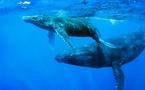 Las ballenas en el mundo: quién las caza, en qué cantidades