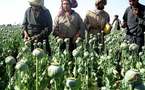 OTAN considera un "éxito" lucha contra narcotráfico en Afganistán