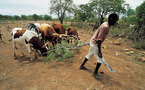 La sequía daña el ya maltrecho sector agrícola en Angola