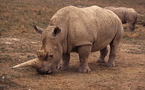 Los últimos rinocerontes de África amenazados por la caza furtiva