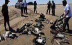 Unas 2.000 aves aparecen muertas en una playa del litoral central de Chile
