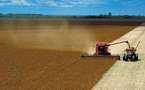 Soja transgénica: grano que enfrenta a Monsanto con millones de brasileños
