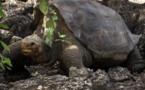 Murió el Solitario Jorge, última tortuga de su especie en islas Galápagos