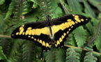 Mariposa tropical aparece en Quebec por cambio climático, afirman expertos