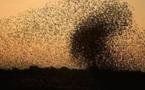 Los enjambres de langosta del desierto en Níger y Malí preocupan a la FAO