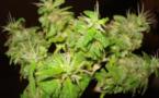 Legalización de producción y venta de marihuana llega al Parlamento uruguayo