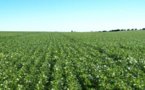 Argentina autoriza nueva variedad de soja transgénica producida por Monsanto