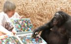 Un chimpancé bonobo fabrica primitivas herramientas